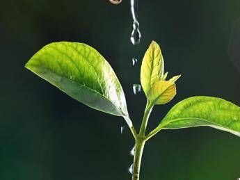 'Innovatori per natura', Syngenta dà voce al lavoro sulla filiera agroalimentare 'Innovatori per natura', Syngenta dà voce al lavoro sulla filiera agroalimentare