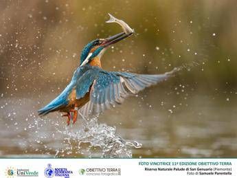 'Obiettivo Terra', vince la foto del martin pescatore 'Obiettivo Terra', vince la foto del martin pescatore