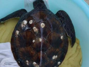 Sicilia, altri 2 nidi di tartarughe marine messi in sicurezza dal Wwf Sicilia, altri 2 nidi di tartarughe marine messi in sicurezza dal Wwf