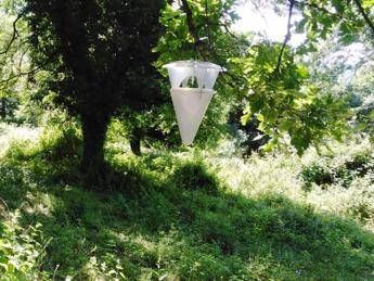 ForGargano, una foresta pronta per essere piantata ForGargano, una foresta pronta per essere piantata