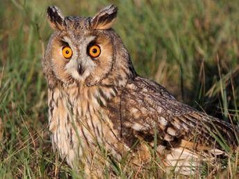 Dal 3 al 31 ottobre il Mese della natura nelle oasi della Lipu Dal 3 al 31 ottobre il Mese della natura nelle oasi della Lipu