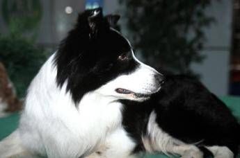 Arriva il test del QI per i cani, aiuterà a studiare la demenza nell'uomo Arriva il test del QI per i cani, aiuterà a studiare la demenza nell'uomo