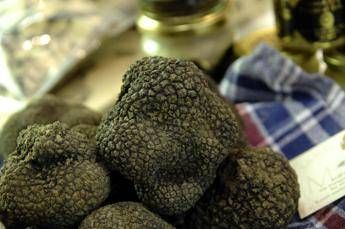 Tartufi come cannabis: ricercatori italiani scoprono la 'molecola del piacere' Tartufi come cannabis: ricercatori italiani scoprono la 'molecola del piacere'