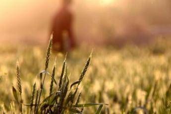 Clima, dall'agricoltura un quinto delle emissioni di gas serra Clima, dall'agricoltura un quinto delle emissioni di gas serra