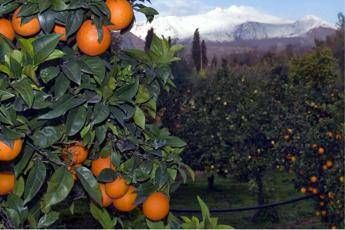 Etna, allarme Coldiretti: Cenere cade su agrumi, è una calamità Etna, allarme Coldiretti: Cenere cade su agrumi, è una calamità