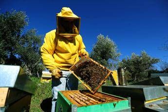 Punture di api, vespe e calabroni per 9 italiani su 10: ecco cosa fare Punture di api, vespe e calabroni per 9 italiani su 10: ecco cosa fare