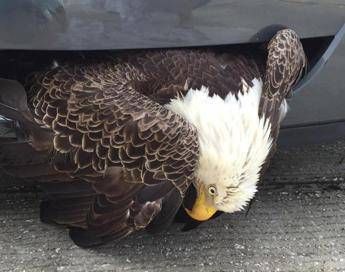 L'aquila si scontra con l'auto e si incastra: è salva L'aquila si scontra con l'auto e si incastra: è salva