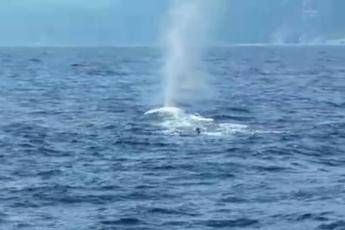 Sardegna, avvistate 5 balenottere al largo di Cala Gonone /Video Sardegna, avvistate 5 balenottere al largo di Cala Gonone /Video