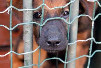 Canili a impresa che gestisce locali per animali da laboratorio, animalisti di Roma in rivolta Canili a impresa che gestisce locali per animali da laboratorio, animalisti di Roma in rivolta