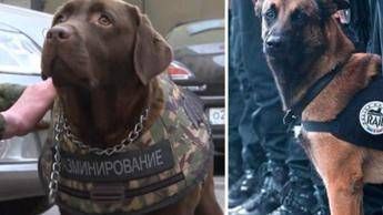 Giubbotti protettivi anche per i cani poliziotto, la proposta dell'Aidaa Giubbotti protettivi anche per i cani poliziotto, la proposta dell'Aidaa