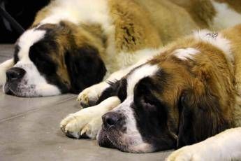 Proteggere gli animali dai botti di Capodanno, ecco come Proteggere gli animali dai botti di Capodanno, ecco come