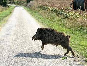 Cinghiale attraversa la strada e viene investito da una Smart, morto il conducente Cinghiale attraversa la strada e viene investito da una Smart, morto il conducente