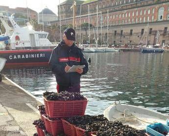 Napoli, sequestrato un quintale di cozze pescate in zone inquinate Napoli, sequestrato un quintale di cozze pescate in zone inquinate