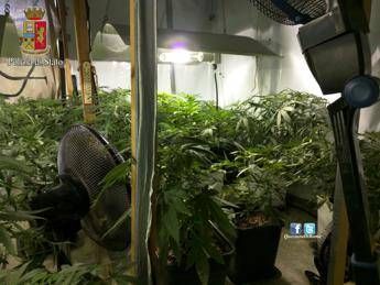 A Roma serra di marijuana in casa e deodoranti sul pianerottolo per mascherare l'odore A Roma serra di marijuana in casa e deodoranti sul pianerottolo per mascherare l'odore
