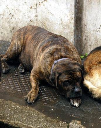 Smog un rischio anche per cani e gatti, i consigli del veterinario Smog un rischio anche per cani e gatti, i consigli del veterinario