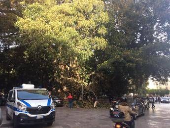 Si stacca grosso ramo da ficus più grande d'Europa, danneggiate auto a Palermo Si stacca grosso ramo da ficus più grande d'Europa, danneggiate auto a Palermo