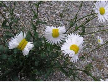 Margherite mutanti di Fukushima, ma non tutti gli utenti ci credono Margherite mutanti di Fukushima, ma non tutti gli utenti ci credono