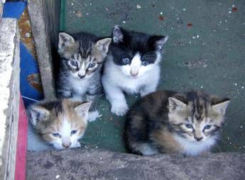Roma, devastata colonia felina e avvelenati i gatti a Testaccio Roma, devastata colonia felina e avvelenati i gatti a Testaccio