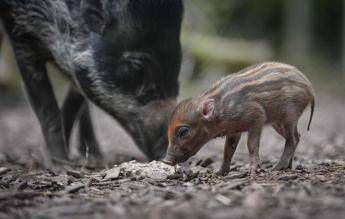 E’ ‘pig mania’: zoo inglese in festa per la nascita di Jake, il maiale più raro al mondo/Foto E’ ‘pig mania’: zoo inglese in festa per la nascita di Jake, il maiale più raro al mondo/Foto