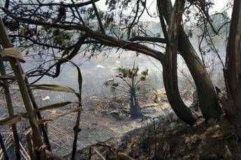 Incendi Sicilia, teoria choc: piromani danno fuoco ai gatti e li fanno correre tra i cespugli Incendi Sicilia, teoria choc: piromani danno fuoco ai gatti e li fanno correre tra i cespugli