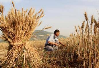 Mangiare è un atto agricolo: i saggi di Wendell Berry che hanno ispirato il mondo 'slow' Mangiare è un atto agricolo: i saggi di Wendell Berry che hanno ispirato il mondo 'slow'