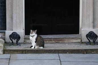 Niente sfratto per Larry, il gatto di Cameron resta a Downing Street Niente sfratto per Larry, il gatto di Cameron resta a Downing Street