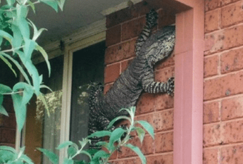 C'è una lucertola di un metro e mezzo in cortile, l'iguana gigante è virale C'è una lucertola di un metro e mezzo in cortile, l'iguana gigante è virale