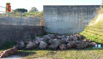 Roma, 200 suini senza acqua né aria di cui 30 morti: camionista denunciato per maltrattamenti Roma, 200 suini senza acqua né aria di cui 30 morti: camionista denunciato per maltrattamenti