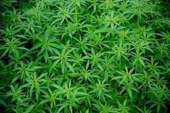 Monza, serra con marijuana in casa: un arresto /Video Monza, serra con marijuana in casa: un arresto /Video