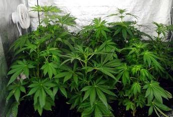 Coltiva marijuana in casa e dimentica candela accesa, salvato da incendio ma arrestato Coltiva marijuana in casa e dimentica candela accesa, salvato da incendio ma arrestato