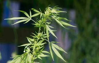 Roma, arrestato elettricista che coltivava marijuana in serra 'hi tech' Roma, arrestato elettricista che coltivava marijuana in serra 'hi tech'
