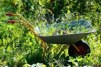 Orto che passione: nasce Urbener, startup italiana per gli agricoltori urbani Orto che passione: nasce Urbener, startup italiana per gli agricoltori urbani