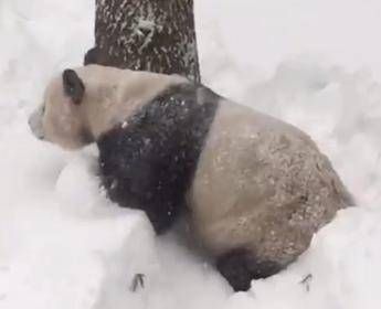 Il panda festeggia, la tempesta di neve fa felice Tian Tian /Video Il panda festeggia, la tempesta di neve fa felice Tian Tian /Video