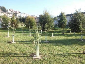 La carta asciugamani riduce l'impatto ambientale, nasce un bosco urbano La carta asciugamani riduce l'impatto ambientale, nasce un bosco urbano