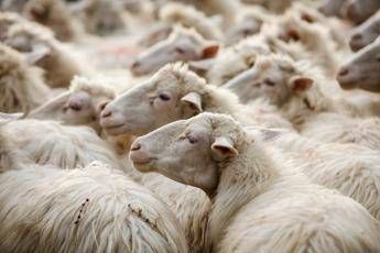 Lana e sughero 'mangia-petrolio', l'innovazione per il mare viene dalla Sardegna Lana e sughero 'mangia-petrolio', l'innovazione per il mare viene dalla Sardegna