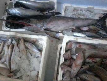 Gdf Palermo sequestra pesce novellame, denunce e sanzioni Gdf Palermo sequestra pesce novellame, denunce e sanzioni