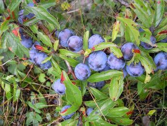 Una pianta del Molise nuova arma anti-cancro, è il Prunus Una pianta del Molise nuova arma anti-cancro, è il Prunus
