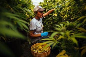 California, la marijuana è legale California, la marijuana è legale