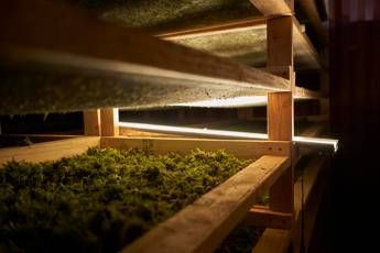 Buiatria e cannabis fra le 293 società scientifiche col 'bollino' Buiatria e cannabis fra le 293 società scientifiche col 'bollino'