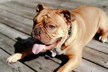 Cani e afa, cambiare l'acqua ogni ora e no passeggiate sull'asfalto Cani e afa, cambiare l'acqua ogni ora e no passeggiate sull'asfalto